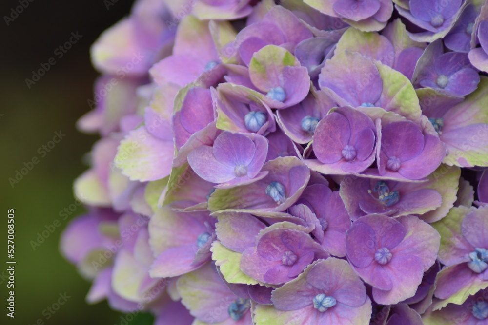 Blühende Hortensie Magical Blühende Hortensie Magical