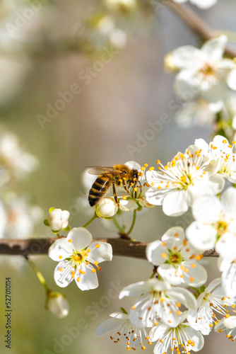 Bee on a flower of the white cherry blossoms. White flowers bloom in the trees. Spring landscape with blooming sakura tree. Beautiful blooming garden on a sunny day. Copy space for text.