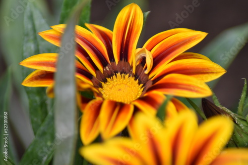 Bl  hende Gazanie  Gazania 