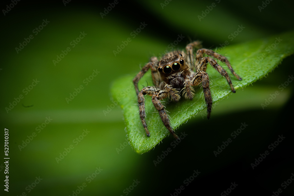 beautiful jumping spider on a yellow flower getting ready to jump beautiful jumping spider on a yellow flower getting ready to jump