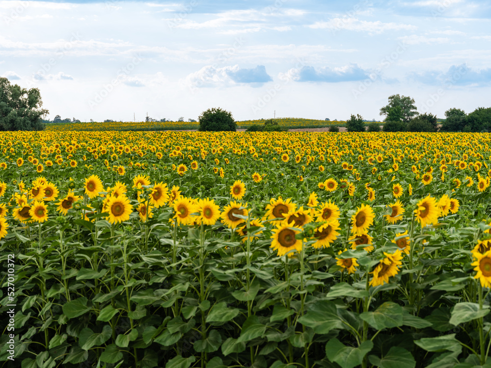 Summer flower landscape. Landscape of endless field of sunflowers with large golden sunflower heads in sunset sunlight. Close-up of sunflower heads. Fresh wallpaper. Nature concept for background.