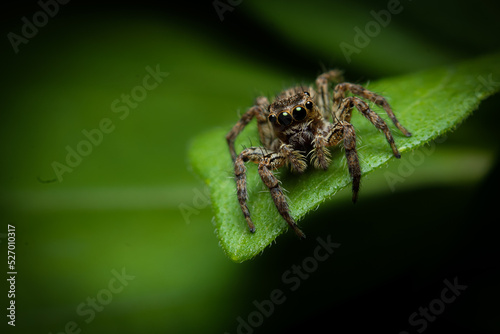 beautiful jumping spider on a yellow flower getting ready to jump