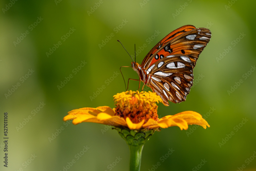 Gulf Fritillary Butterfly on Orange Zinnia Gulf Fritillary Butterfly on Orange Zinnia