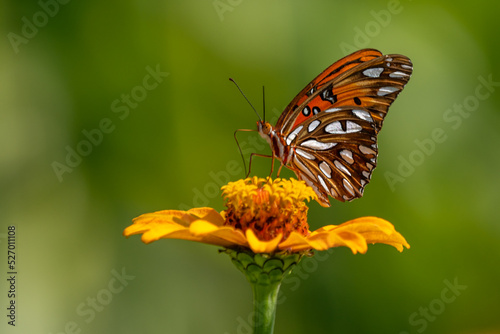 Gulf Fritillary Butterfly on Orange Zinnia