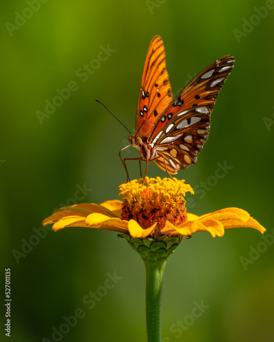 Gulf Fritillary Butterfly (Agraulis vanillae) on Orange Zinnia