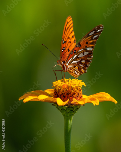 Wallpaper Mural Gulf Fritillary Butterfly (Agraulis vanillae) on Orange Zinnia Torontodigital.ca