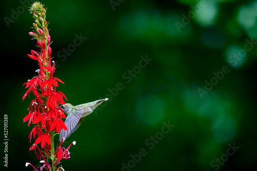 Ruby-throated Hummingbird (rchilochus colubris) in flight feeding on a cardinal flower (Lobelia cardinalis).