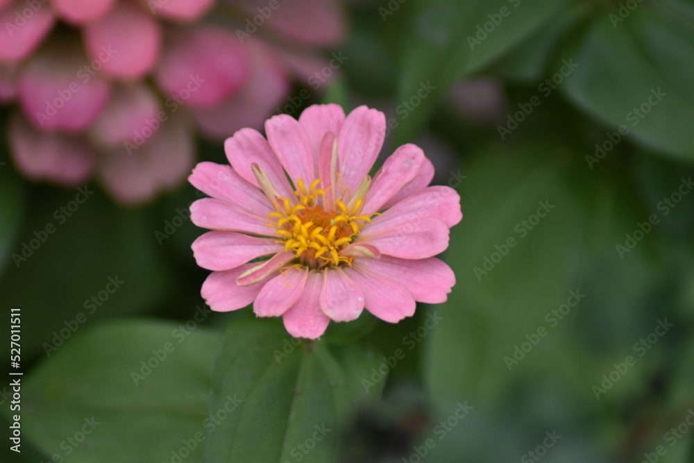 Fototapeta premium Rosa blühende Zinnie (Zinnia elegans)