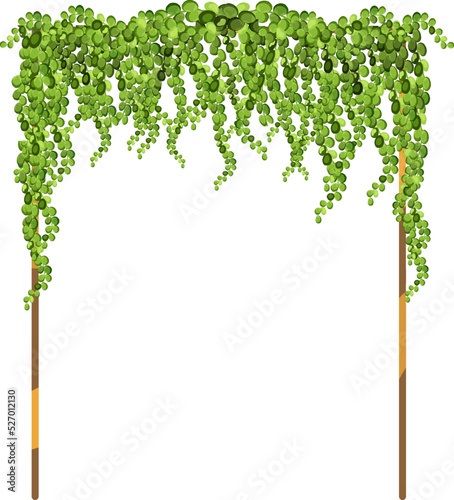 Print op canvas Green vine, creeper or ivy hanging from above or climbing the wall