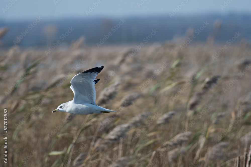 seagull in flight flying past foliage seagull in flight flying past foliage