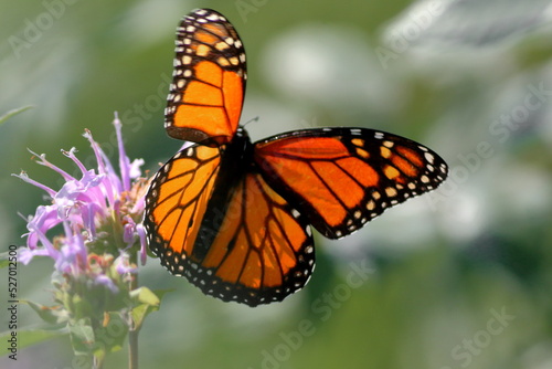 Monarch Butterfly © 39 Midwestern Acres