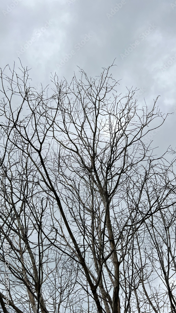 I see a tree without leaves because of autumn I see a tree without leaves because of autumn