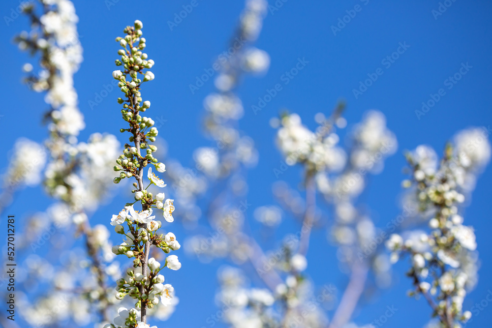 White flowers bloom in the trees. Spring landscape with blooming sakura tree. Beautiful blooming garden on a sunny day. Copy space for text. White flowers bloom in the trees. Spring landscape with blooming sakura tree. Beautiful blooming garden on a sunny day. Copy space for text.
