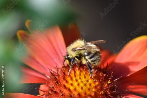 Bl  hende Kokardenblume  Gaillardia  mit Insekt