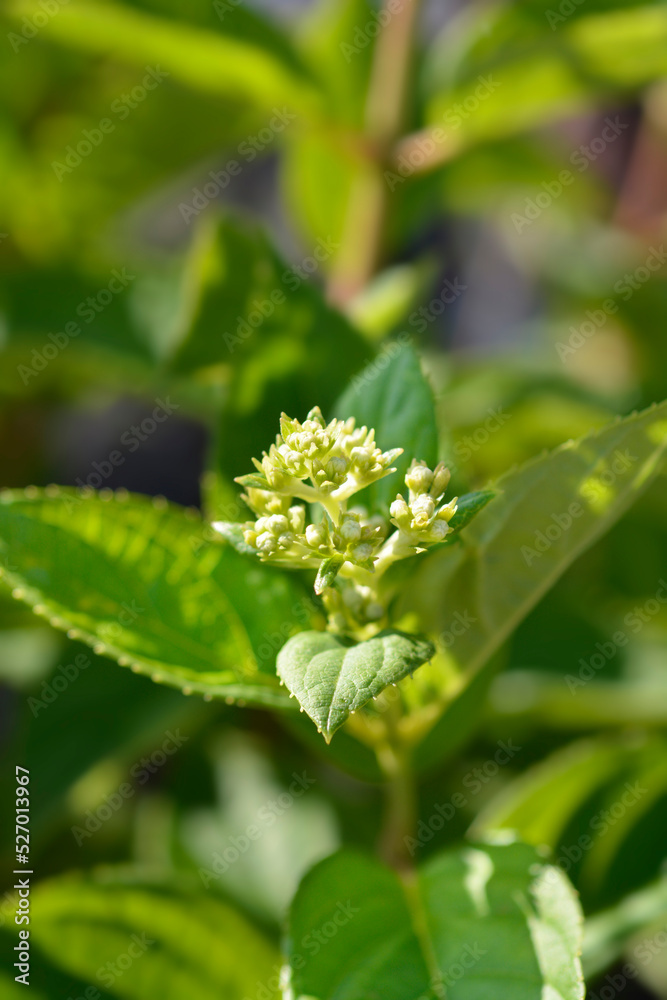 Obraz premium Paniculate hydrangea Little Lime