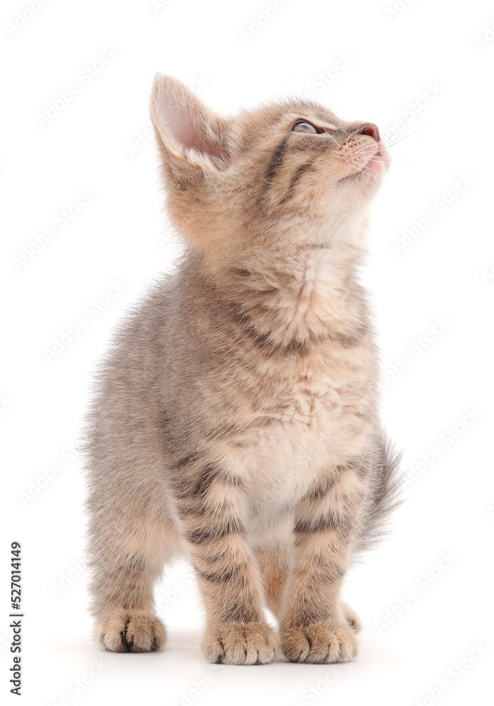 Obraz premium Small gray kitten.