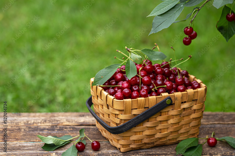 Fresh sour cherry in basket