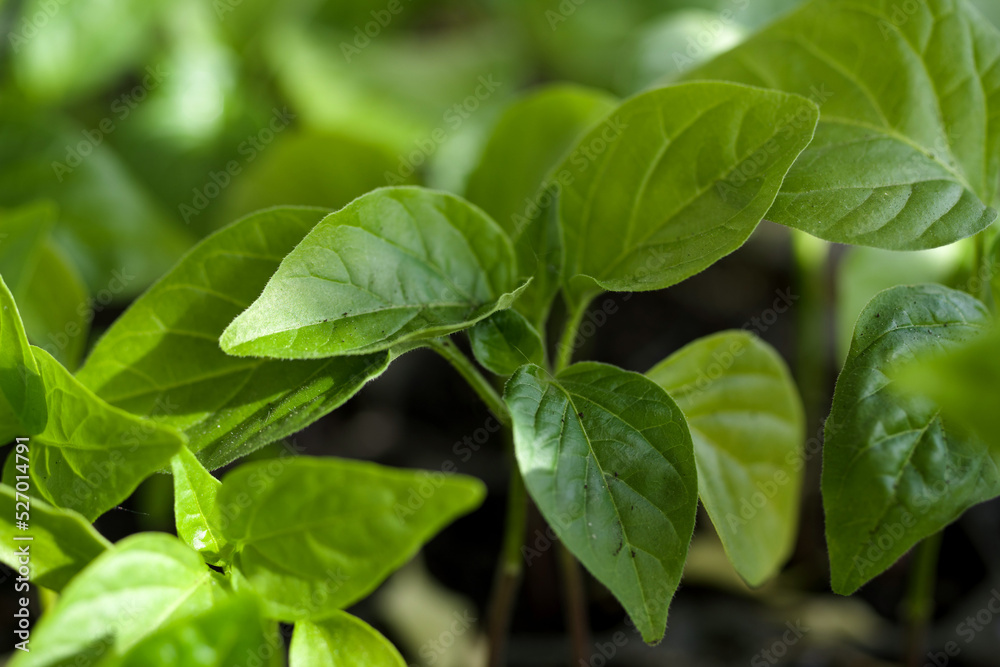 Green juicy seedlings of hot peppers in a growing container close-up, soft selective focus. Agriculture Green juicy seedlings of hot peppers in a growing container close-up, soft selective focus. Agriculture