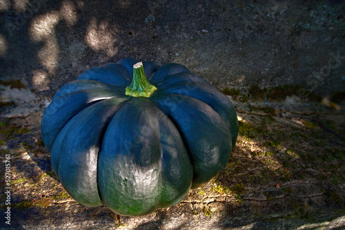 Large green pumpkin Musquee de Provence (Cucurbita moschata) lies on concrete steps, rays of the sun fall on the pumpkin. Big green pumpkin. Pumpkin squash Musquee de Provence. photo