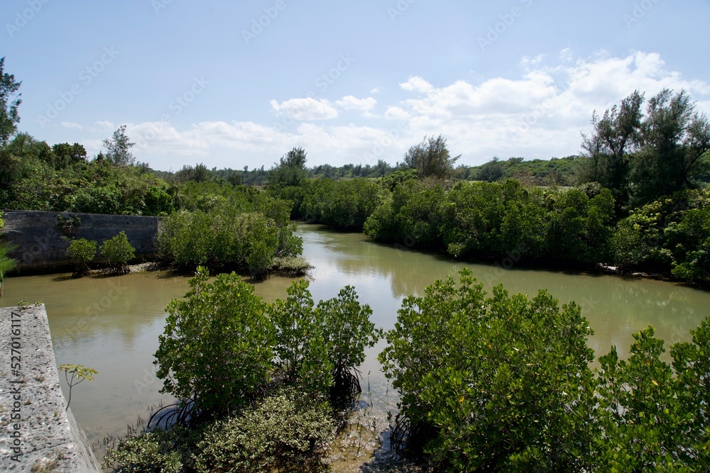 Fototapeta premium Natural scenery of Shimajiri mangrove forest