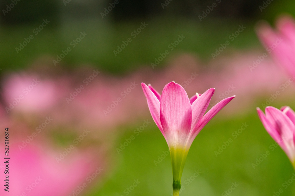 Blossom of pink Rain Lily (or Fairy Lily) glowing in sunlight. Close up macro shot Blossom of pink Rain Lily (or Fairy Lily) glowing in sunlight. Close up macro shot