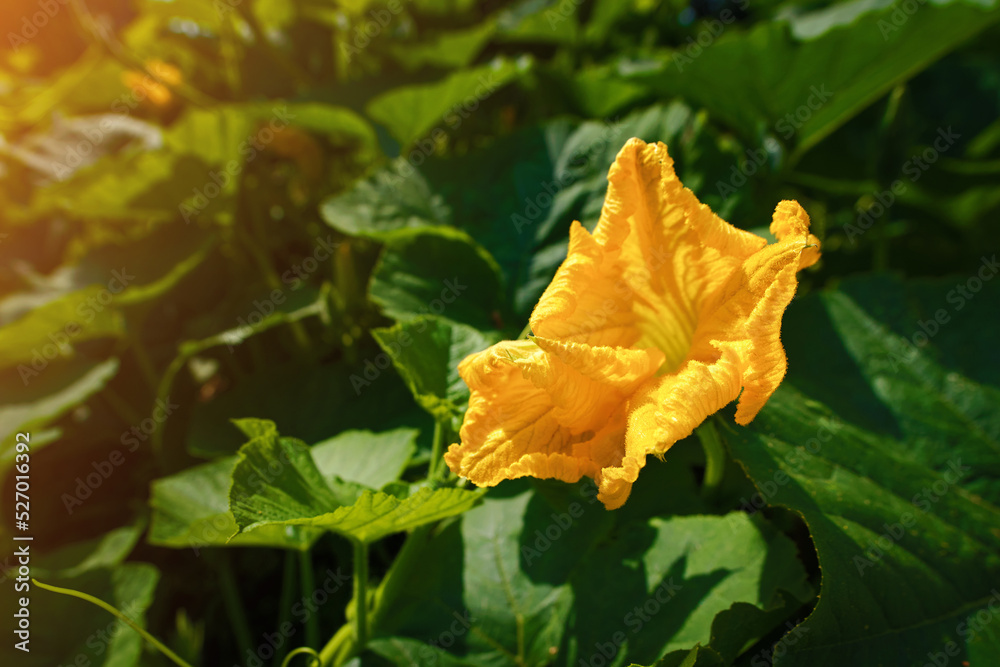 Obraz premium Pumpkin flower, plant with green leaves and yellow flowers. Growing pumpkin on farm garden. Cucurbita moschata flowers. Squash flower and leaves in farm garden. Pumpkin plant, green leaves growing