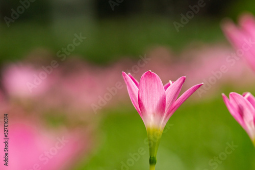 Blossom of pink Rain Lily (or Fairy Lily) glowing in sunlight. Close up macro shot © Vung