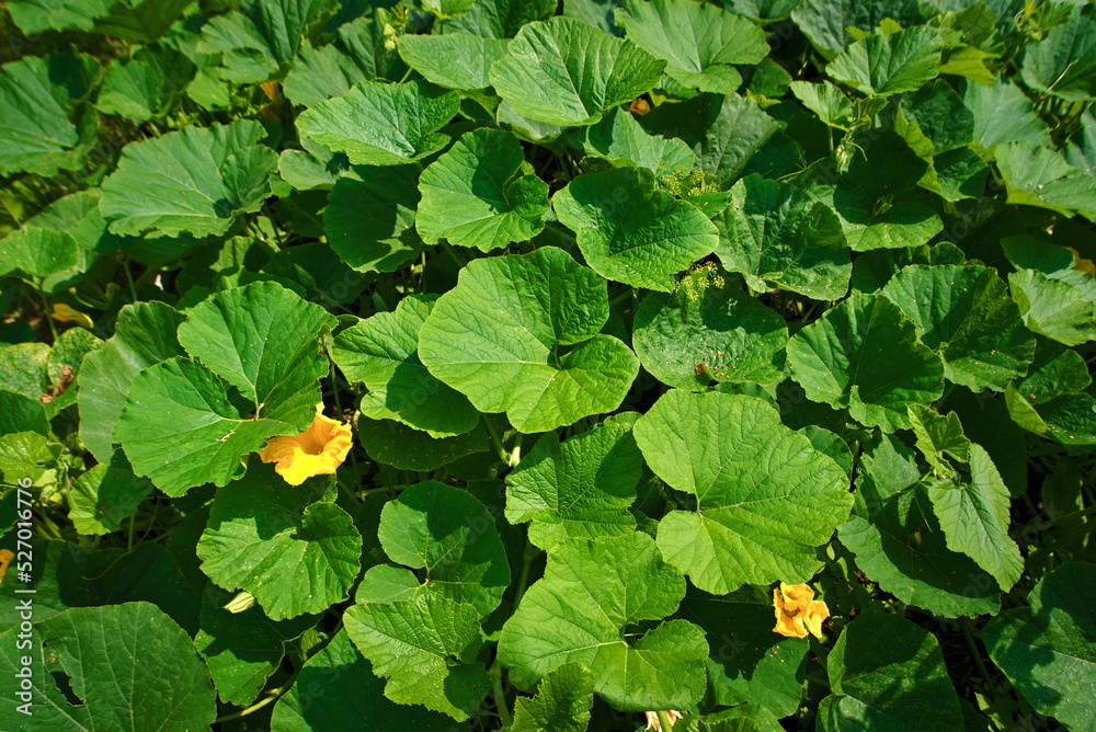 Pumpkin plant with green leaves and yellow flowers. Growing pumpkin on ...