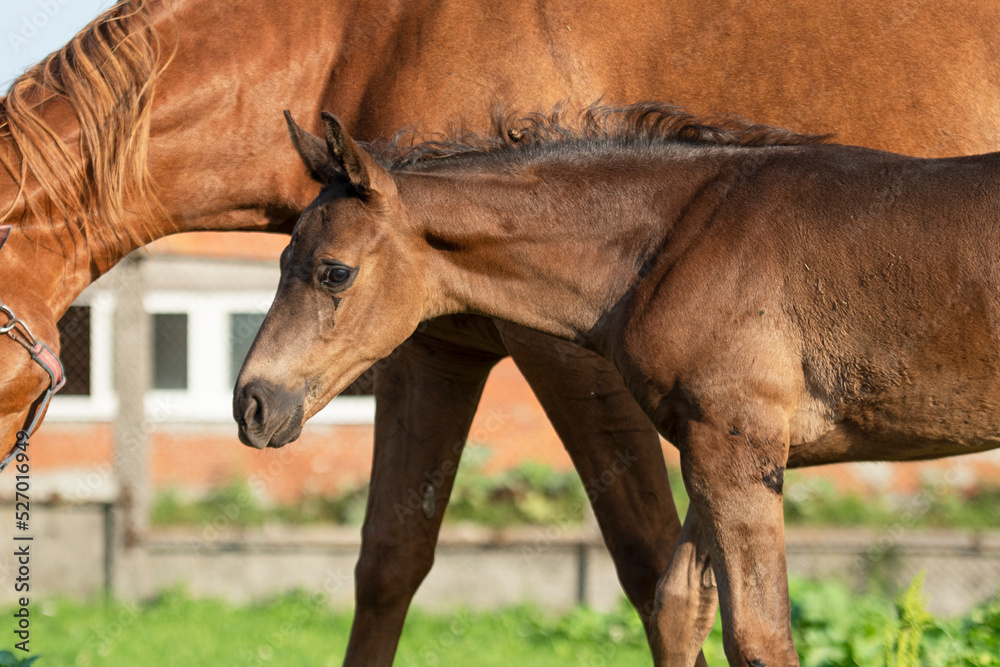 Fototapeta premium portrait of black little foal posing with mom at sunny day.close up