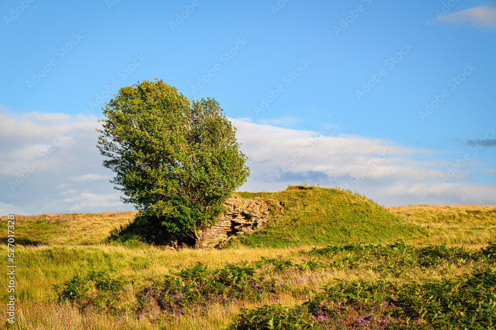 Fototapeta premium Single tree grows out of old structure, on moorland to the west of Otterburn in Northumberland National Park at Redesdale below the Cheviot Hills