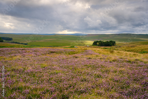 Purple heather on the moors, on moorland to the west of Otterburn in Northumberland National Park at Redesdale below the Cheviot Hills