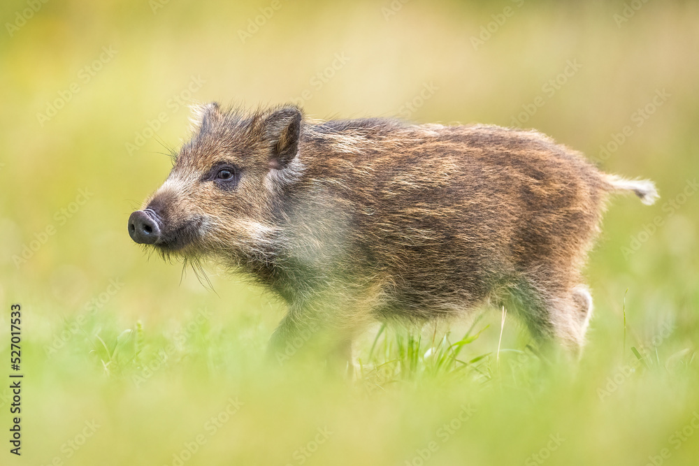 wild boar piglet at summer scenery wild boar piglet at summer scenery
