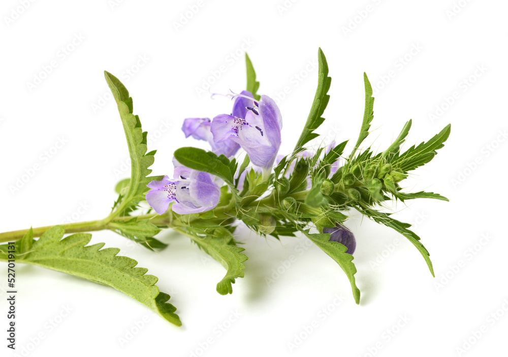 Obraz premium moldavian dragonhead