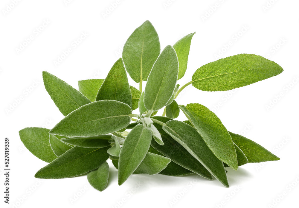 Fresh sage Fresh sage