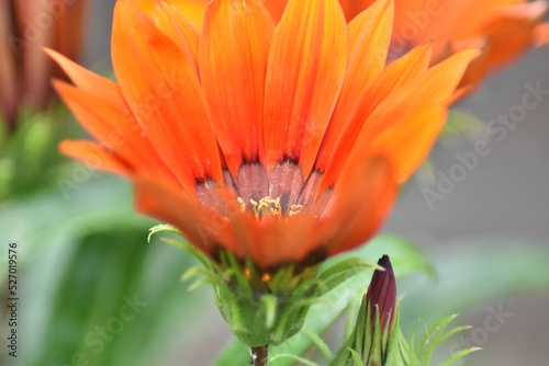 Bl  hende Gazanie  Gazania 