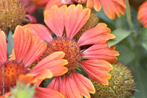 Bl  hende Kokardenblume  Gaillardia 