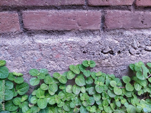 the border between cencrete and plants. Half natural and half concrete floors. photo