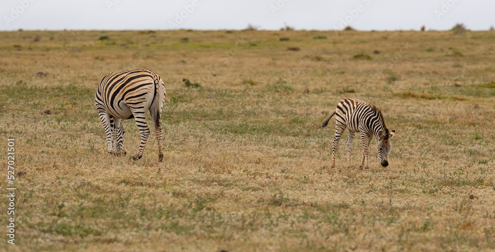 Fototapeta premium Zebras in der Wildnis und Savannenlandschaft von Afrika