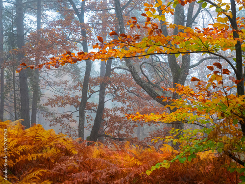 Lush forest foliage glowing in colorful shades of fall season in misty forest
