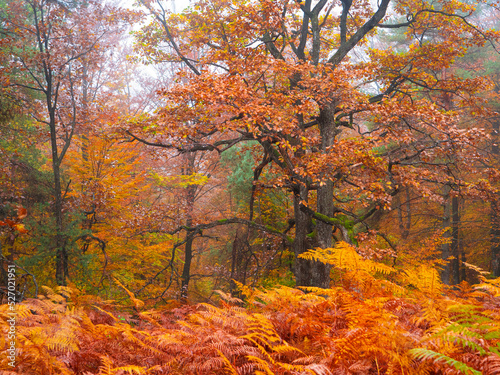 Forest leafage glowing in warm vibrant shades of autumn season in foggy forest