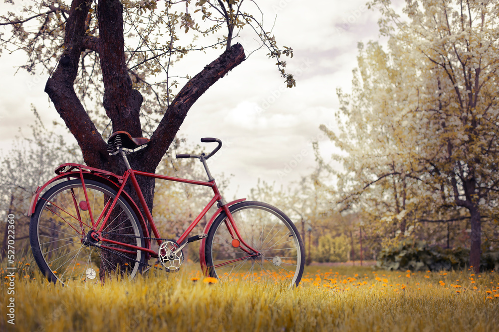 retro bicycle near tree, travel or relax garden nature summer backgrund with bike 