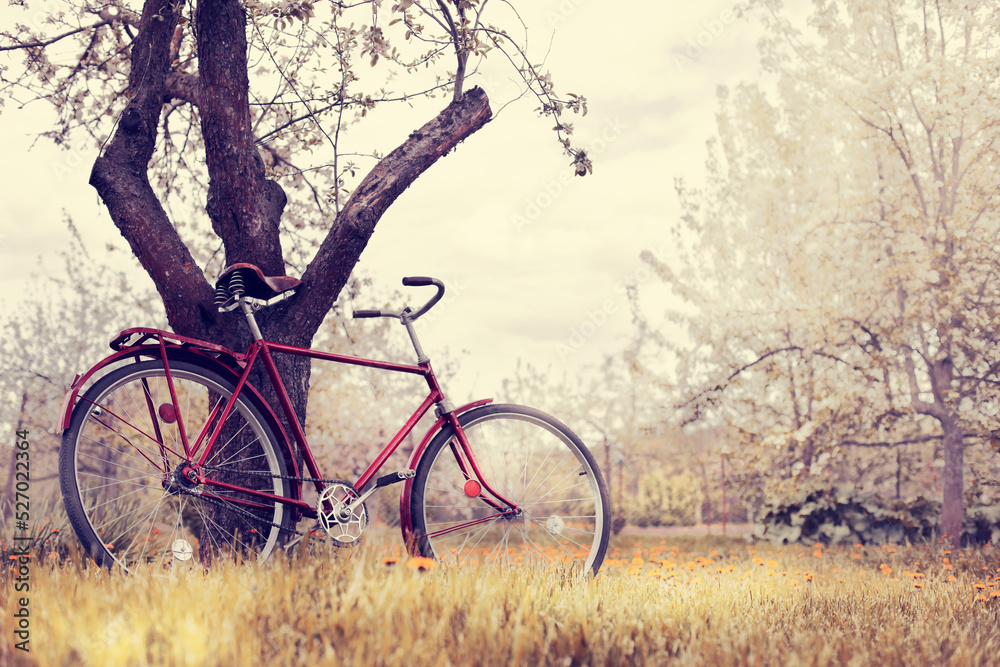 retro bicycle near tree, travel or relax garden nature summer backgrund with bike 