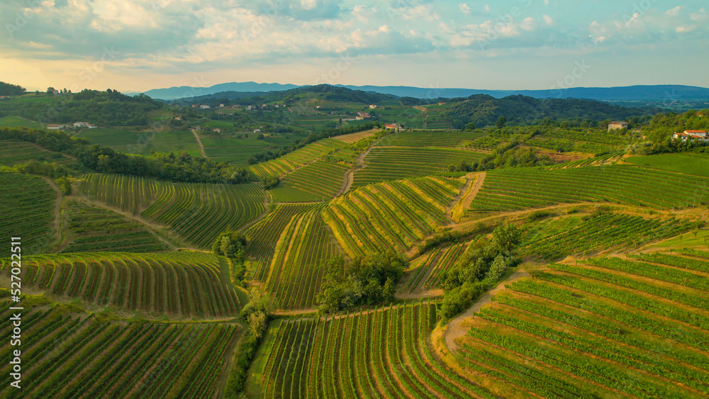 AERIAL: Beautiful cultivated wine region with vineyards and speckled farm houses