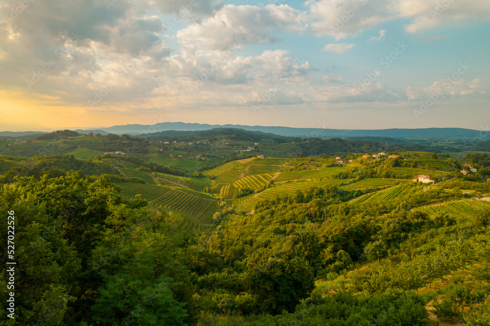 AERIAL: Hilly wine country with beautiful vineyards and forest in golden light
