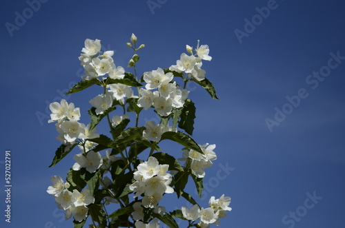 Jasmine flowers and blue sky