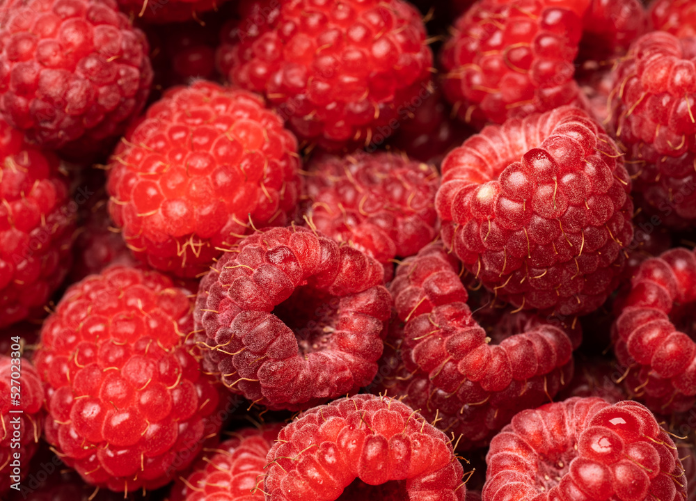 Ripe raspberries. Berries. A handful of raspberries. Scarlet. Raspberry field. Raspberry juice. Ripe raspberries. Berries. A handful of raspberries. Scarlet. Raspberry field. Raspberry juice.