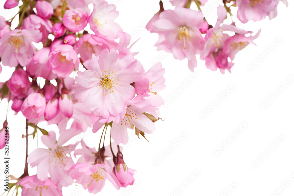 Pink spring cherry blossom flowers on a tree branch isolated against a flat background.
