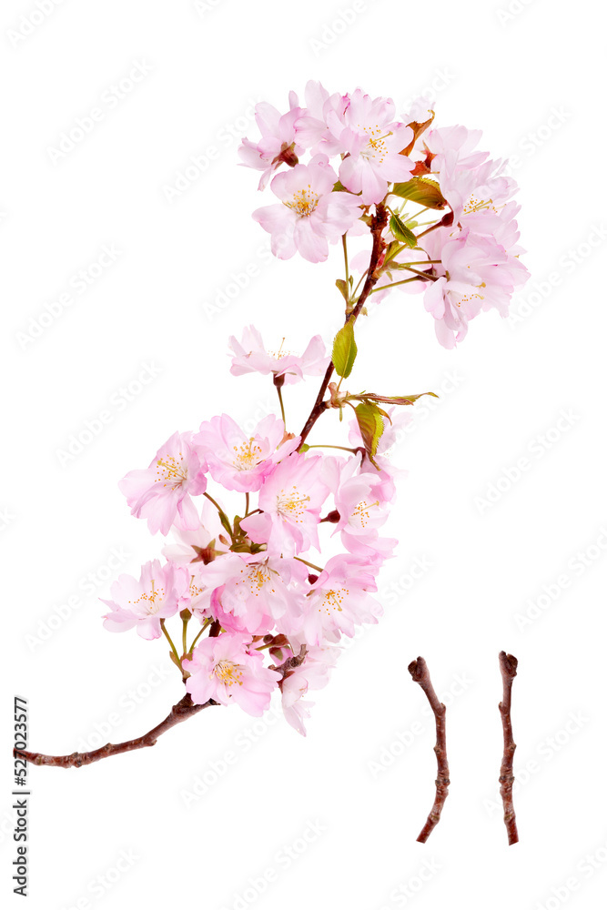 Pink spring cherry blossom flowers on a tree branch isolated against a flat background.