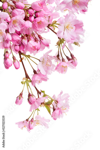 Obraz na płótnie Pink spring cherry blossom flowers on a tree branch isolated against a flat background. w salonie