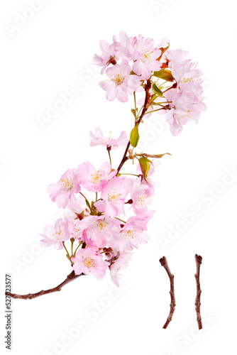 Obraz na płótnie Pink spring cherry blossom flowers on a tree branch isolated against a flat background. w salonie